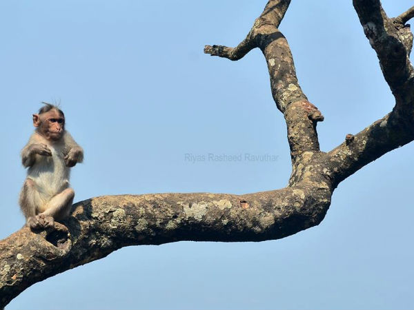 കാഴ്ചകള്‍ കണ്ട് നെല്ലിയാമ്പതിയിലേക്ക്