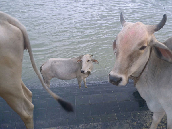 വിശുദ്ധ പശുക്കള്‍