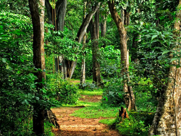 45. ചെന്തുരുണി