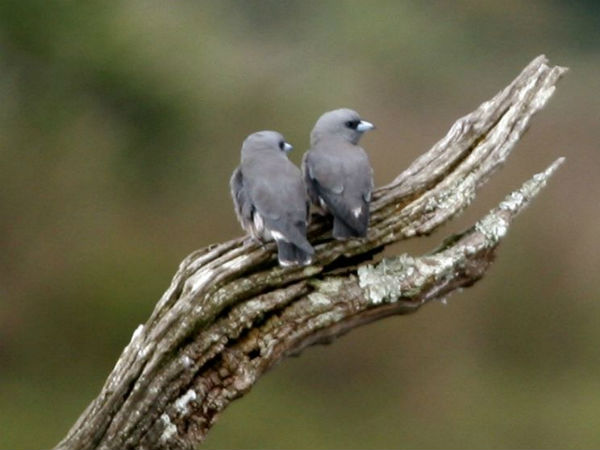 പക്ഷികളെ കണ്ട് അന്തംവിടാന്‍ ചില സ്ഥലങ്ങള്‍
