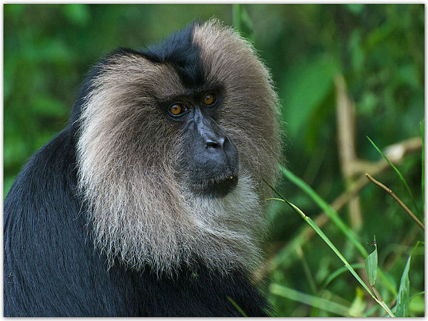 കണ്ടുവരുന്ന സ്ഥലങ്ങള്‍