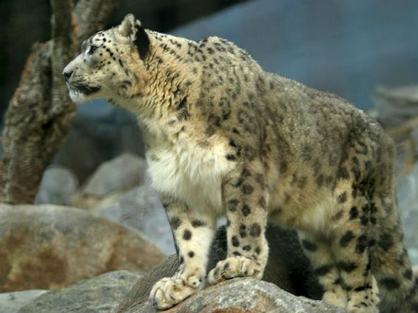 ഹിമപ്പുലി (Snow leopard)