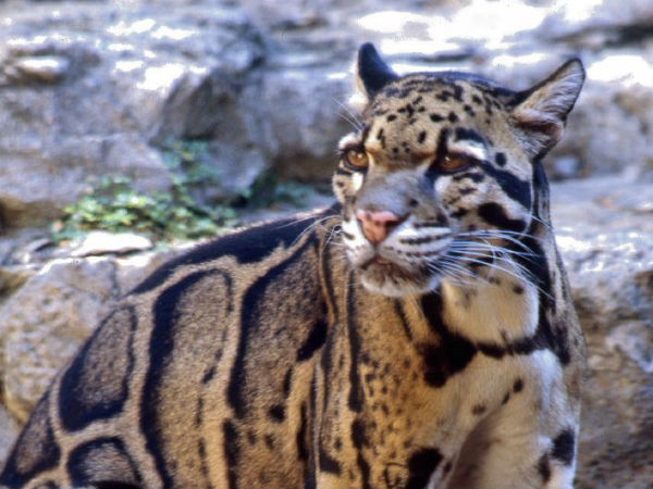 മേഘപ്പുലി (Clouded leopard)