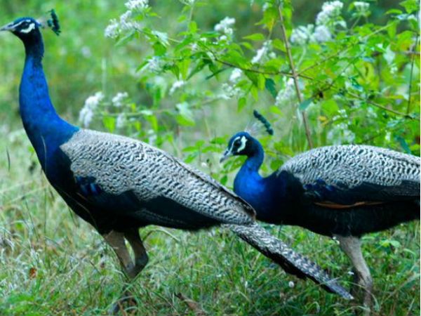 16. മയിലാടുംപാറ