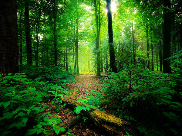 സൈരന്ധ്രി വനം