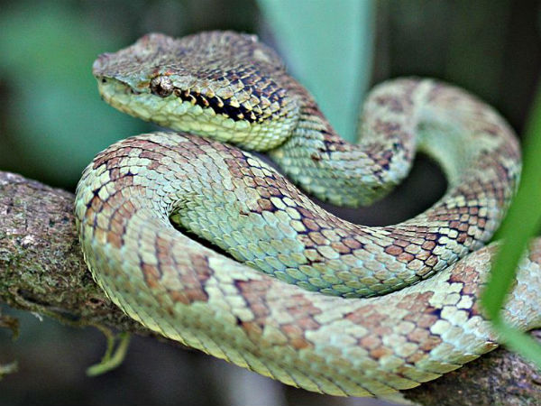 വിഷപാമ്പ്