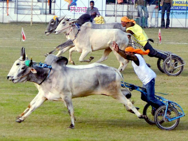 04. കിലാ റയ്പൂര്‍ ഒളിംപിക്സ് (ലുധിയാന)
