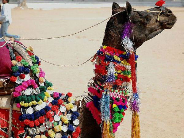 07. പുഷ്കര്‍ മേള (പുഷകര്‍)