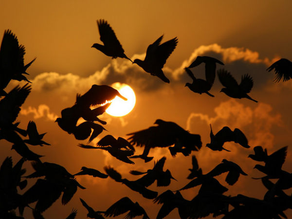 06. പു‌ലര്‍വേള