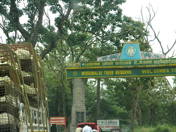 14. ബാംഗ്ലൂര്‍ - ബന്ദിപ്പൂര്‍ - ഊട്ടി