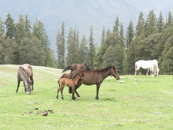 23. മണാലി (പ്രകൃതി ഭംഗി)