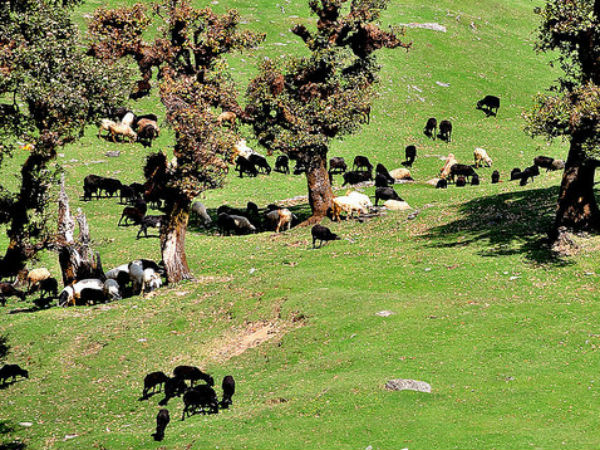 02. ചോപ്ത (Chopta)