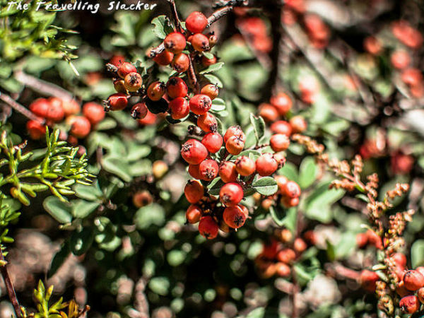 കാഴ്ചകള്‍
