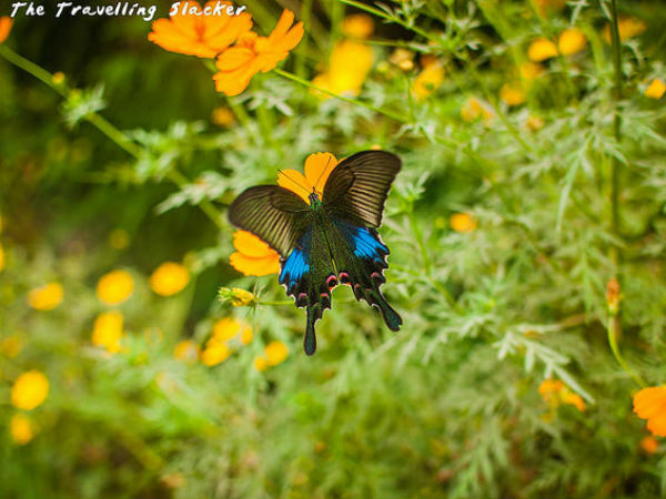 മാവ്‌‌ലിന്നോ‌ങ്