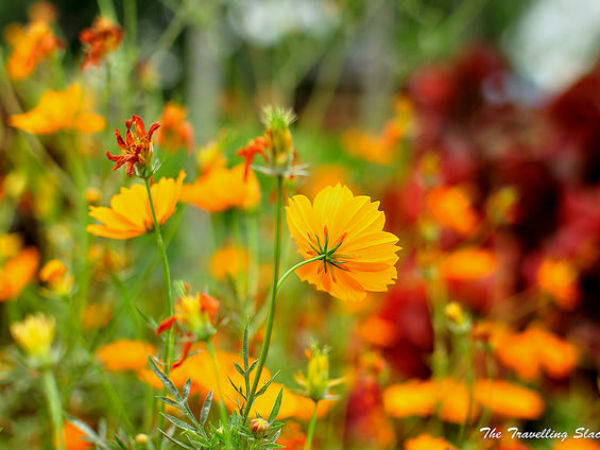 മാവ്‌‌ലിന്നോ‌ങ്