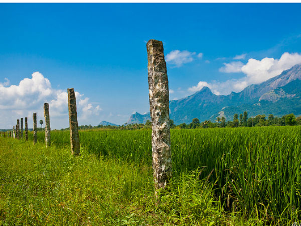 നെ‌ൽപ്പാട‌ങ്ങൾ - പാലക്കാട്