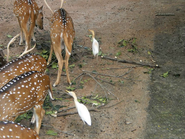 08. മൃഗശാല