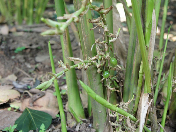 സുഗന്ധ ദ്രവ്യങ്ങള്‍