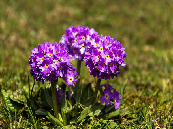 02. യംതാംഗ്