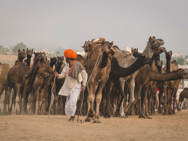 ലോകത്തിലെ ഏറ്റവും വലിയ ഒട്ടക ചന്ത