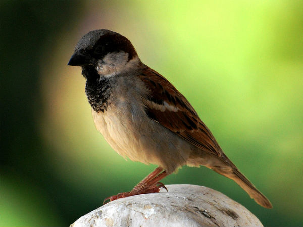 07. പക്ഷി നിരീക്ഷണം