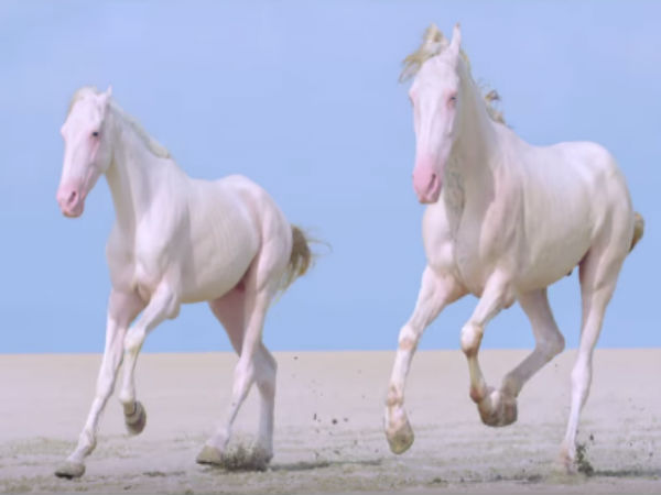 ഒടുവില്‍ ധനുഷ്കോടിയില്‍