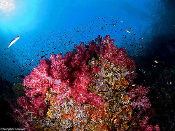 നെയില്‍ ദ്വീപിലെ പ‌വിഴ പുറ്റുകള്‍