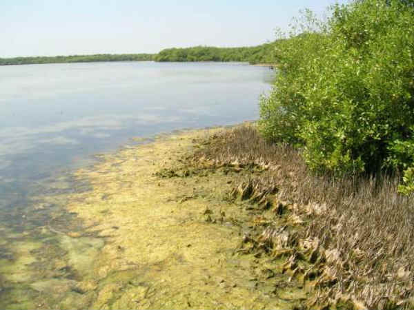 15. കോടിക്കരൈ , തമിഴ്നാട്