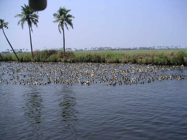 21. ശാസ്താം കോട്ട കായല്‍, കേരളം