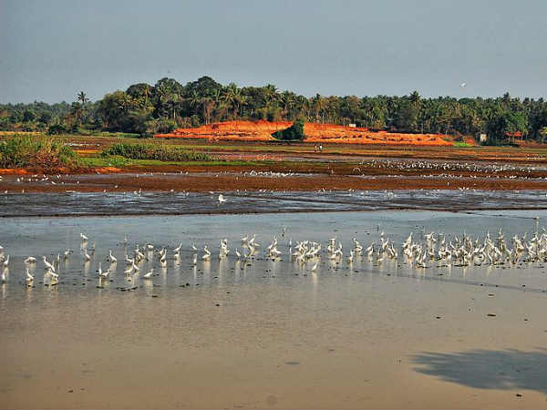 25. തൃശൂരി‌ലെ കോള്‍ നിലങ്ങള്‍