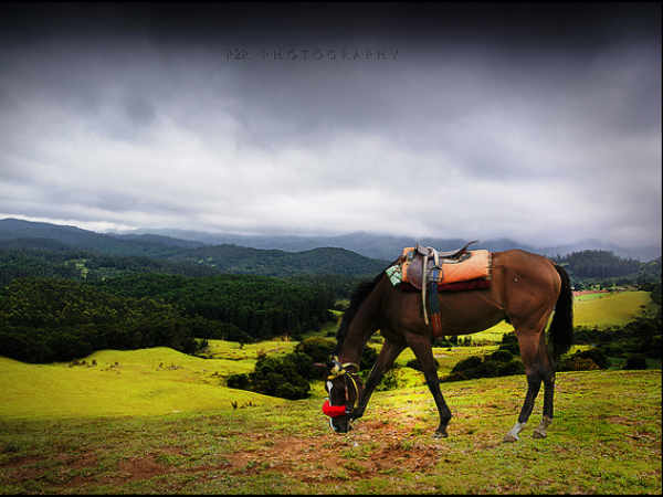 03. ഊട്ടി, തമിഴ്നാട്