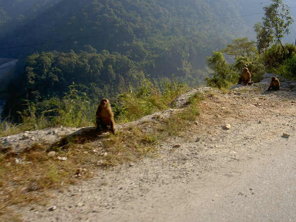 06. കാലിംപോങിലെ ജീവജാലങ്ങള്‍