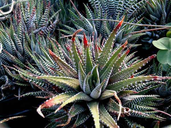 കൂടുതല്‍ ചിത്രങ്ങ‌ള്‍