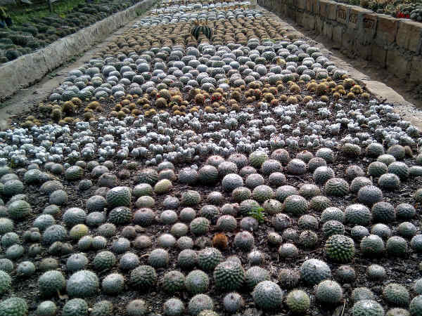 കൂടുതല്‍ ചിത്രങ്ങ‌ള്‍