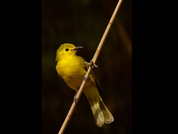 01. ഡാന്‍ഡേലി വന്യജീവി സങ്കേതം