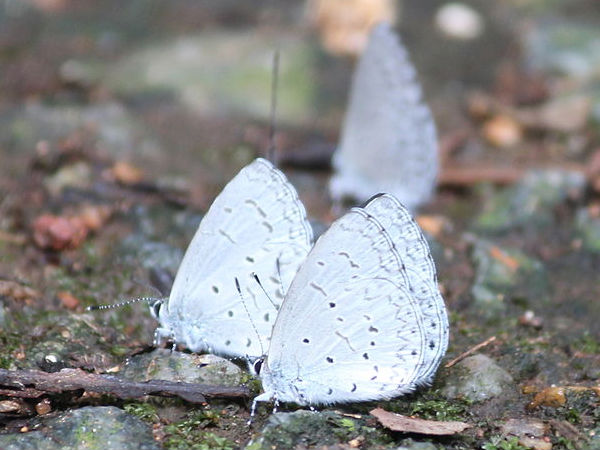 02. ബ്രഹ്മഗിരി വന്യജീവി സങ്കേ‌തം