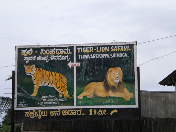 12. താവരെക്കൊപ്പ ലയണ്‍ ആന്‍ഡ് ടൈഗര്‍ സഫാരി