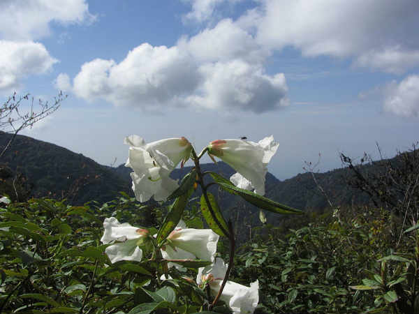 ബോംദിലയേക്കുറിച്ച്