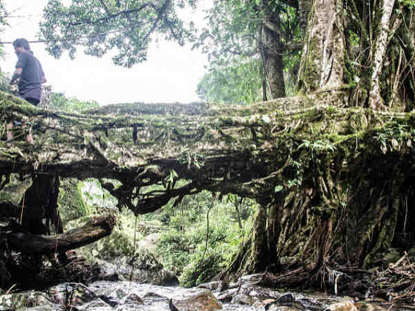 03. ലിവിംഗ് റൂട്ട് ബ്രിഡ്ജ്