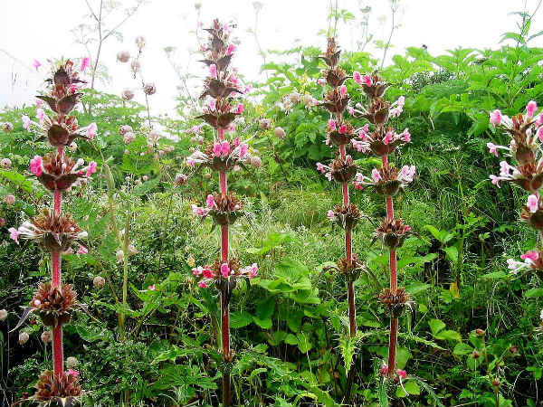 07. പൂക്കളുടെ താഴ്‌വര