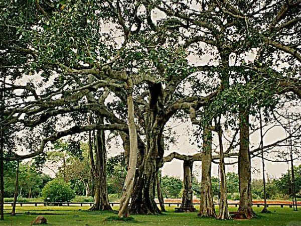 06. 450 വര്‍ഷം പഴക്കമുള്ള ആല്‍മരം