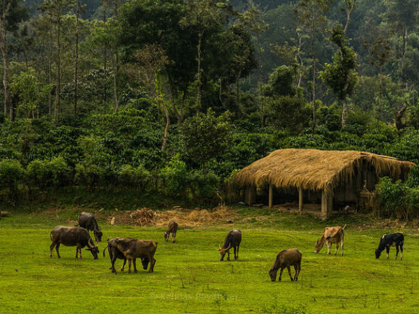 02. കൂര്‍ഗ് (പ്രകൃതി ഭംഗി)