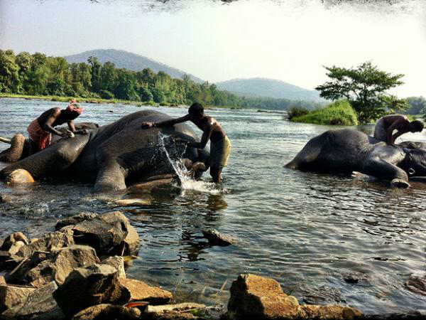 08. കോടനാട്