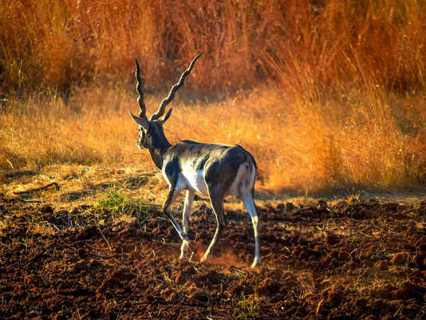 03. സിംഹങ്ങള്‍ മാത്രമല്ല
