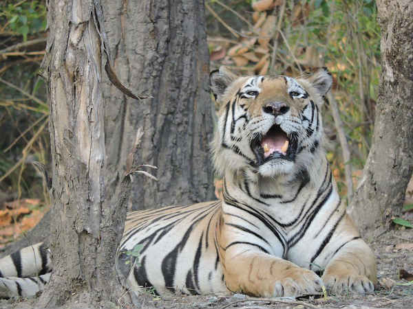 അവാര്‍ഡ് വിന്നര്‍ 