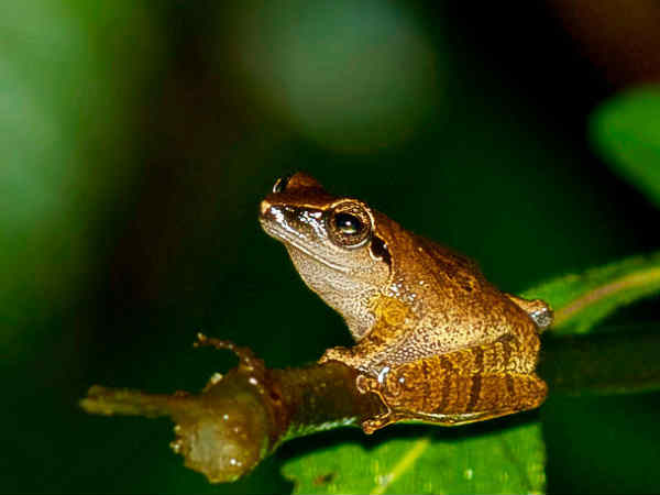 ട്രെക്കിംഗ്