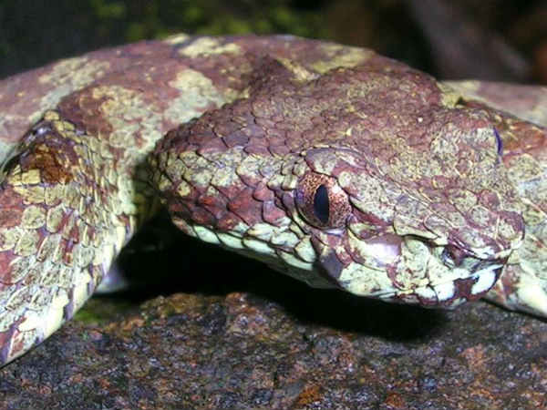 കോട്ടേജുകള്‍