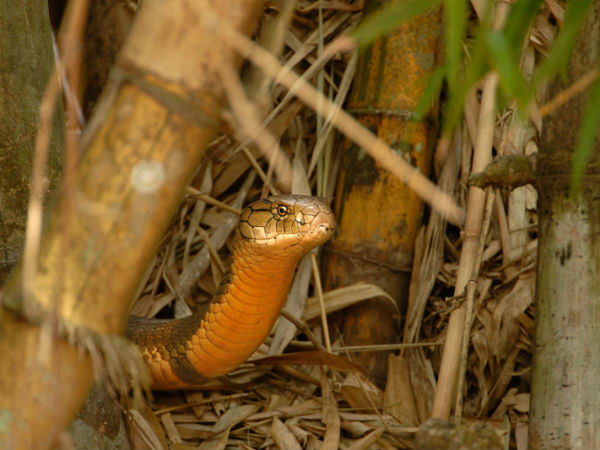 07. അഗുംബെ