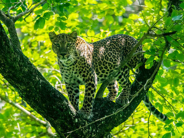 കൂടുതല്‍