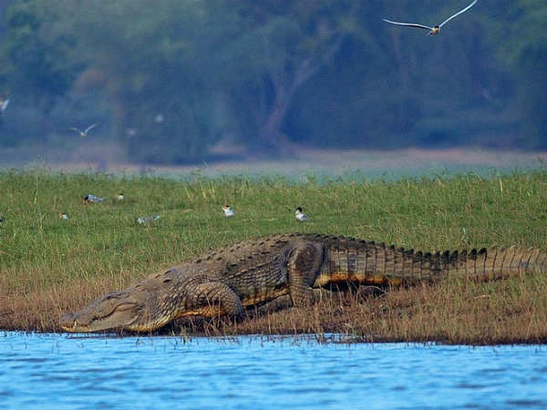 17. നാഗര്‍ഹോളെ, 85 കിലോമീറ്റര്‍